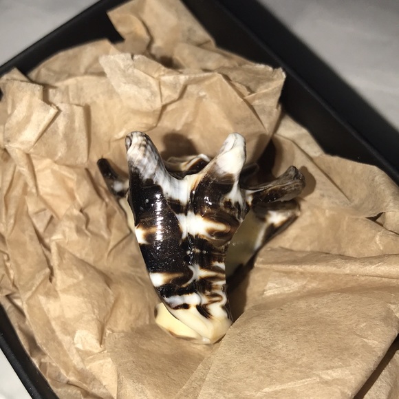 Authentic sea shell ring - Picture 5 of 10